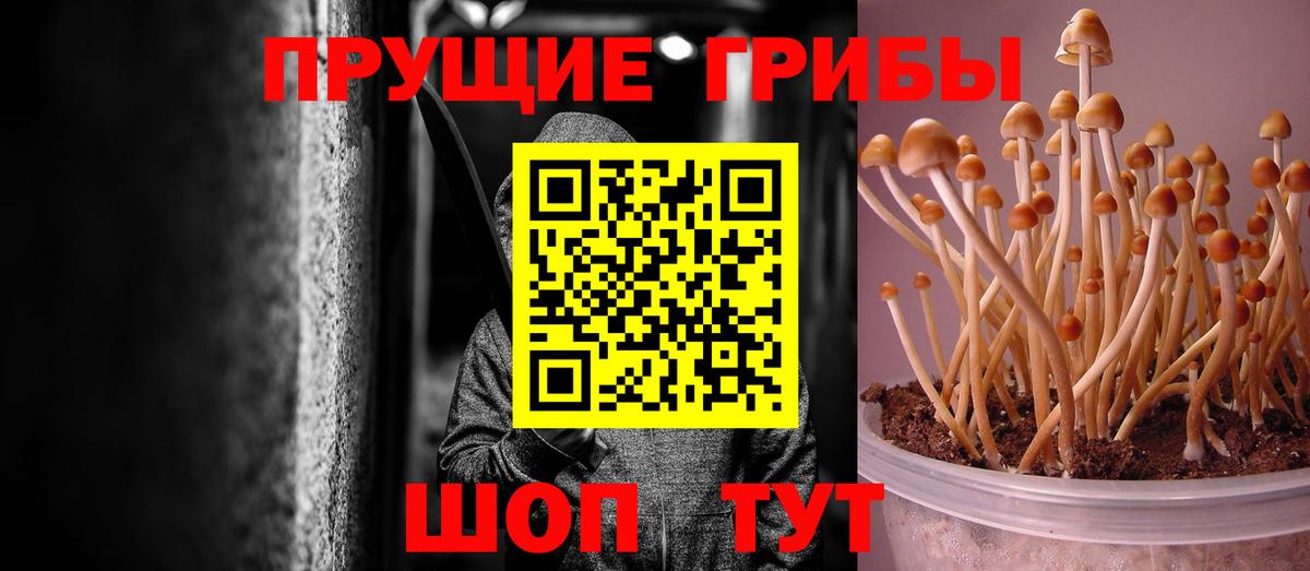 Псилоцибиновые грибы мицелий  Вход с VPN  купить наркотики цена  Моздок 